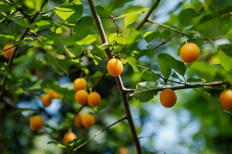 Chickasaw Plum