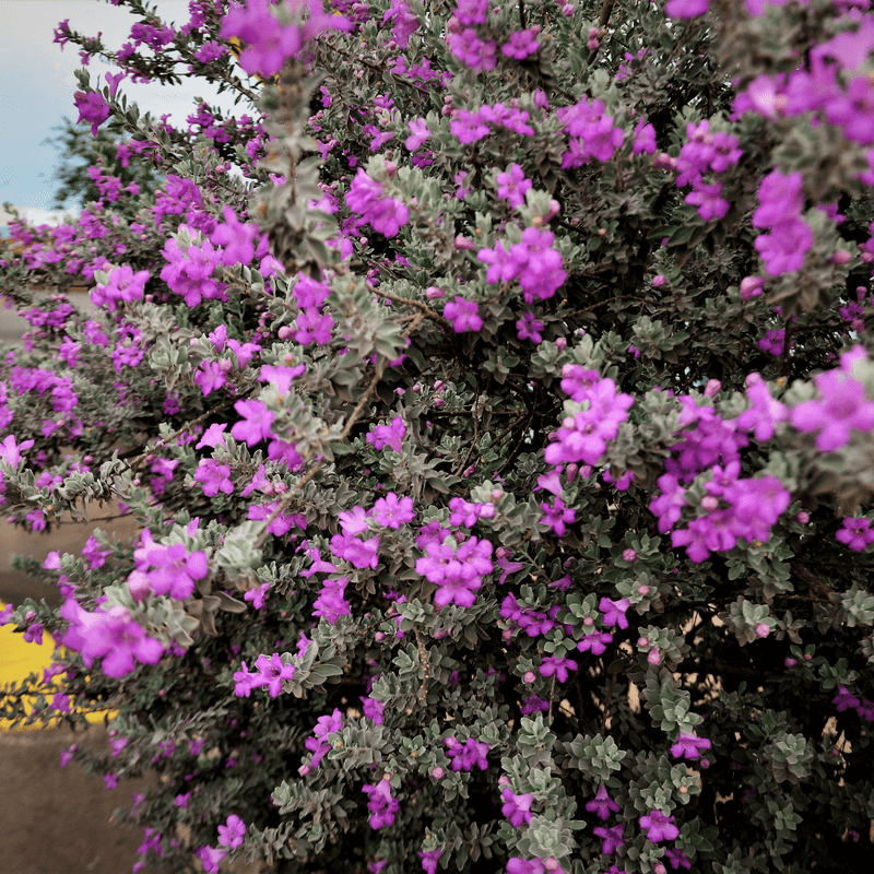 Chihuahuan Sage Adds Silver-Green Structure