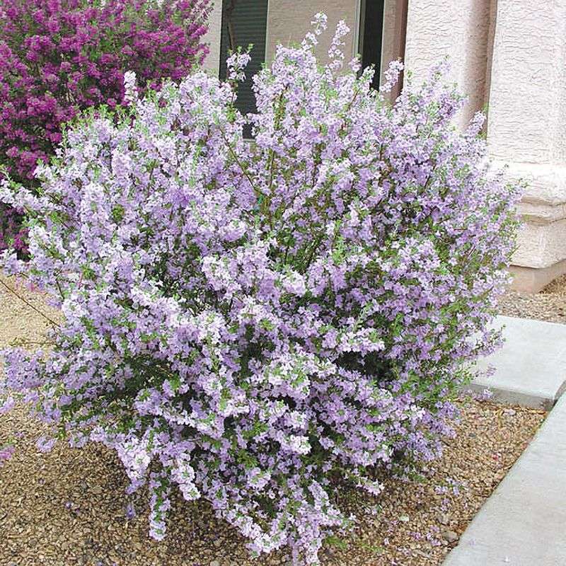 Chihuahuan Sage Brings Soft Color To Hot Poolscapes