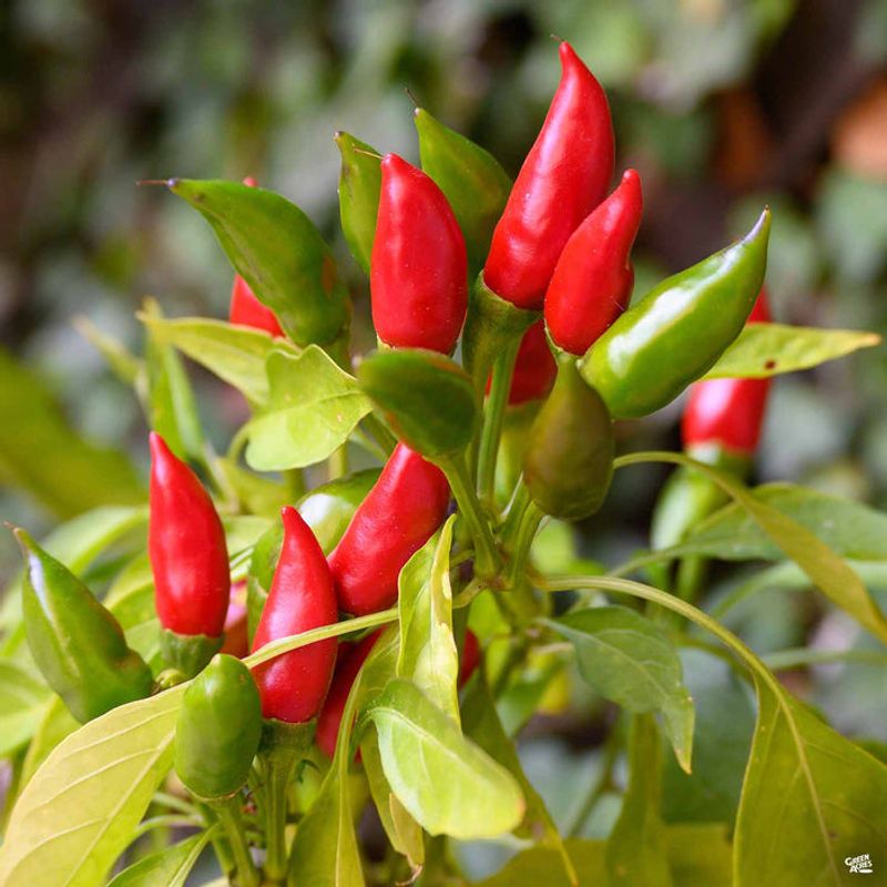 Chile Pepper