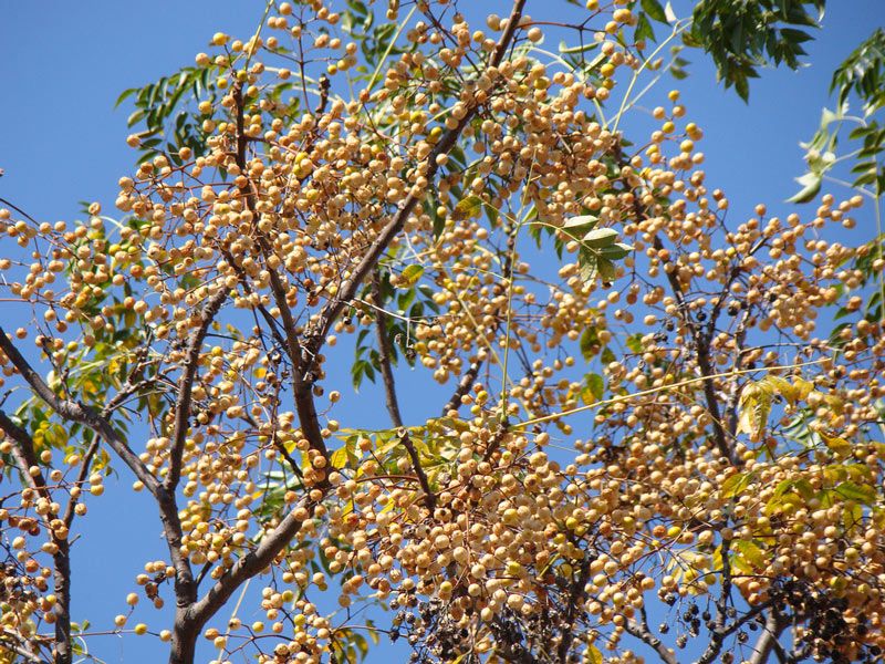 Chinaberry Brings More Problems Than Beauty