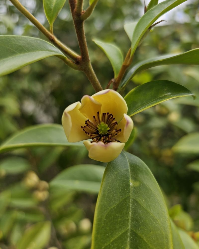 Chinaberry Tree