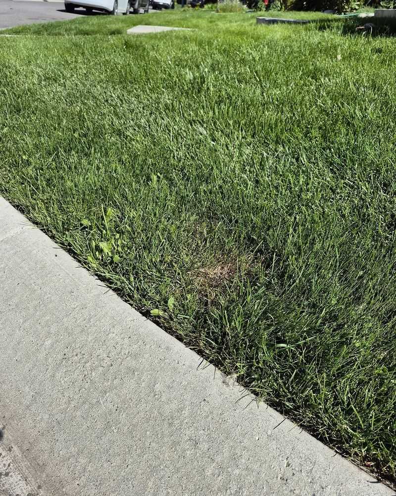 Chinch Bug Damage Usually Starts In Sunny Areas First