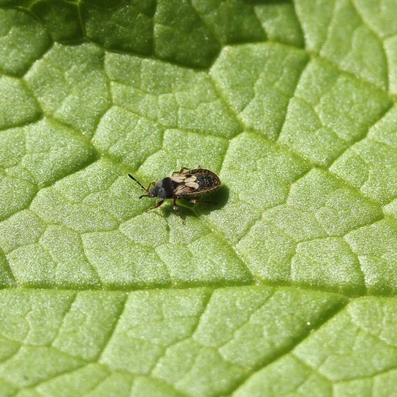 Chinch Bugs Become More Active During Hot Dry North Carolina Weather