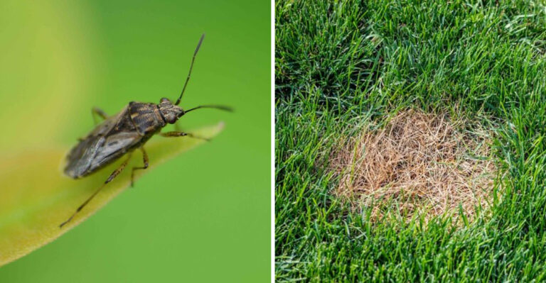 Chinch Bugs Or Drought? How To Tell What Is Damaging Your Texas Lawn
