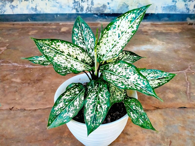 Chinese Evergreen (Aglaonema Hybrids)
