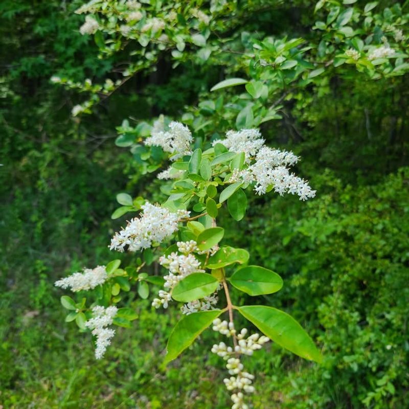Chinese Privet