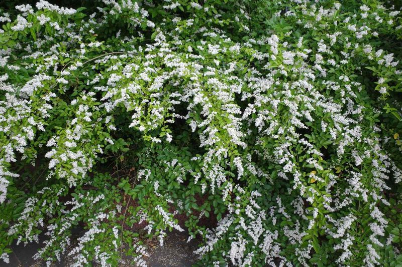 Chinese Privet Takes Over Shrub Borders Fast