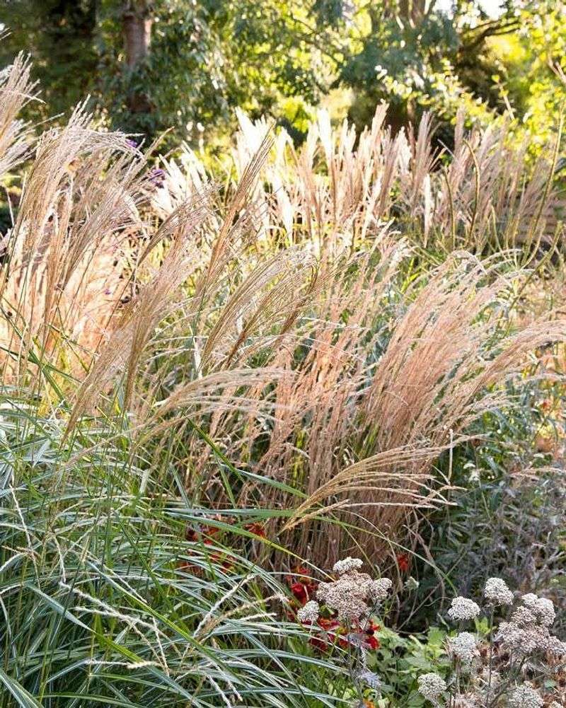 Chinese Silvergrass That Brings Long Term Trouble