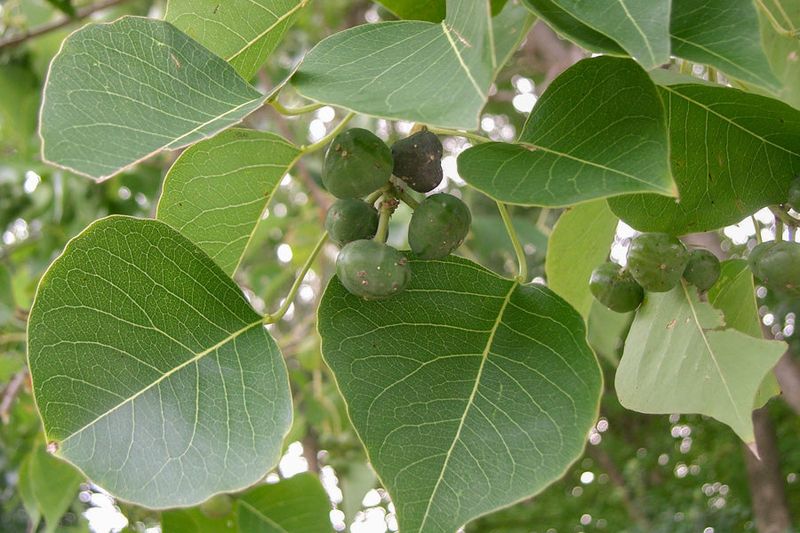 Chinese Tallowtree Gains Ground Very Quickly