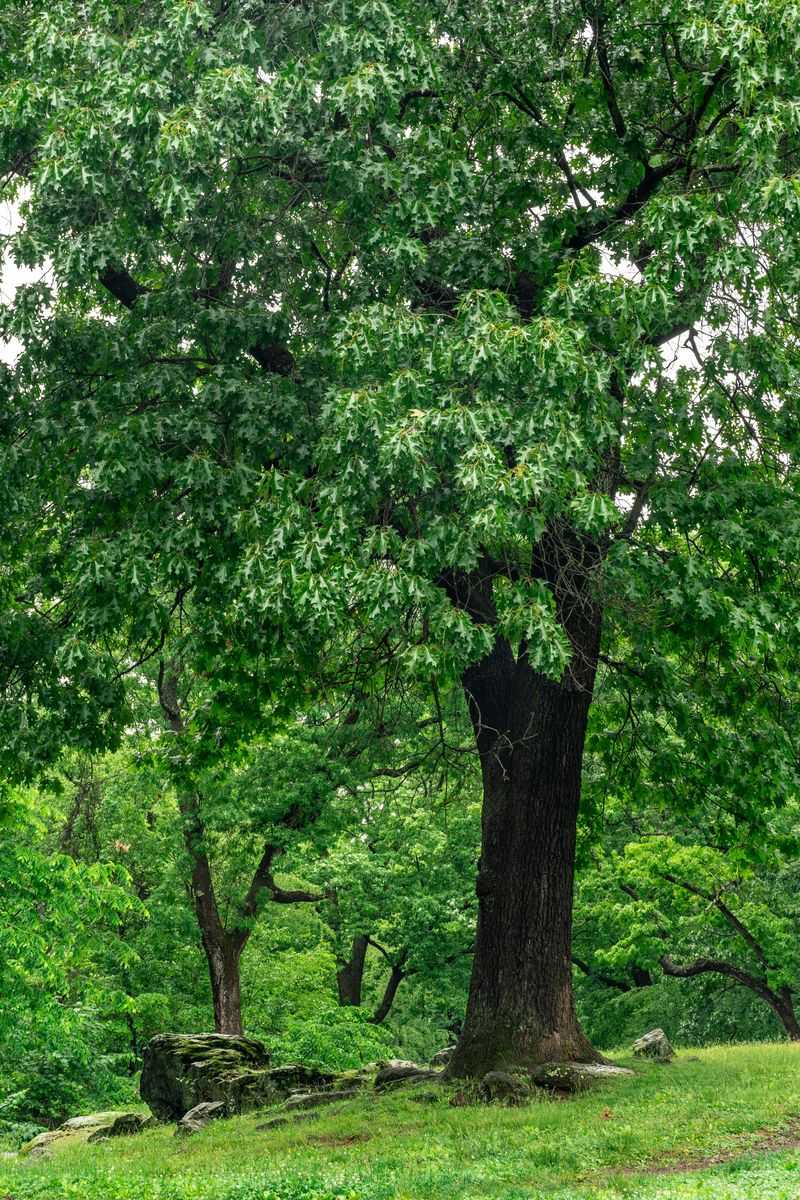 Chinkapin Oak