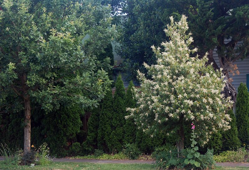 Chinquapin Brings Year-Round Structure