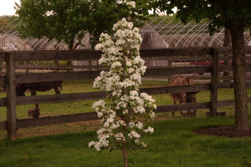 Chionanthus Retusus 'Tokyo Tower' Brings Spring Beauty Chionanthus Retusus 'Tokyo Tower' Brings Spring Beauty