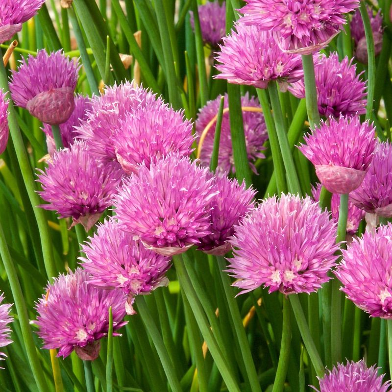 Chives Add A Compact, Pollinator-Friendly Border Around Roses