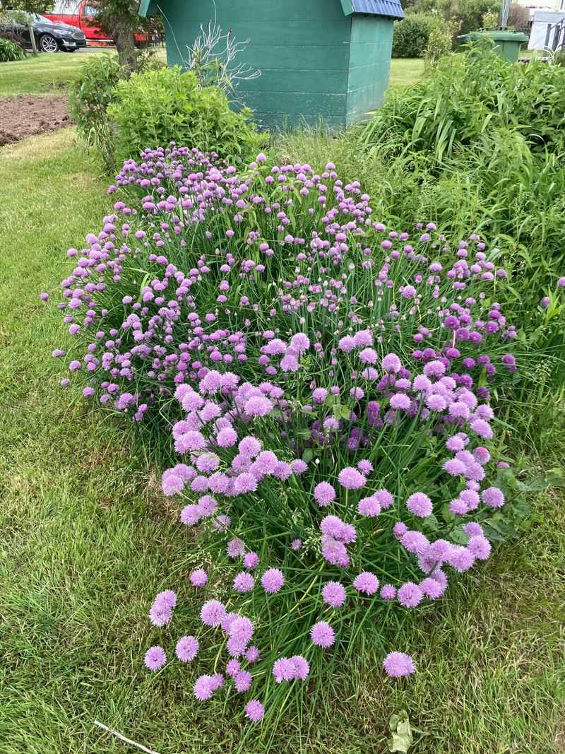 Chives Add Flavor Without Becoming Slug Candy
