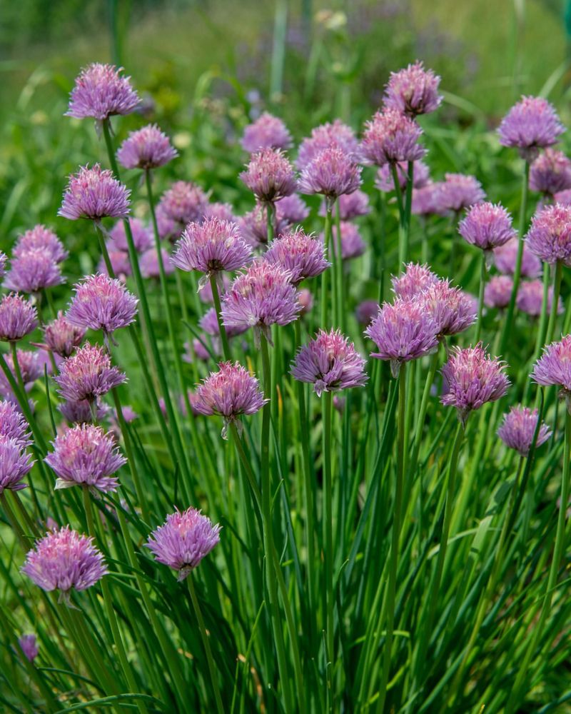 Chives Add Purple Flowers And Kitchen Flavor