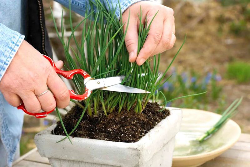 Chives Bounce Back Quickly After Each Cut