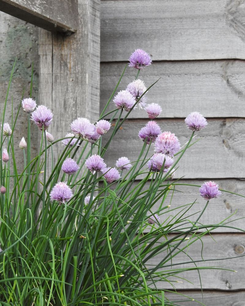 Chives Can Crowd Slow Growing Rosemary Chives Can Crowd Slow Growing Rosemary