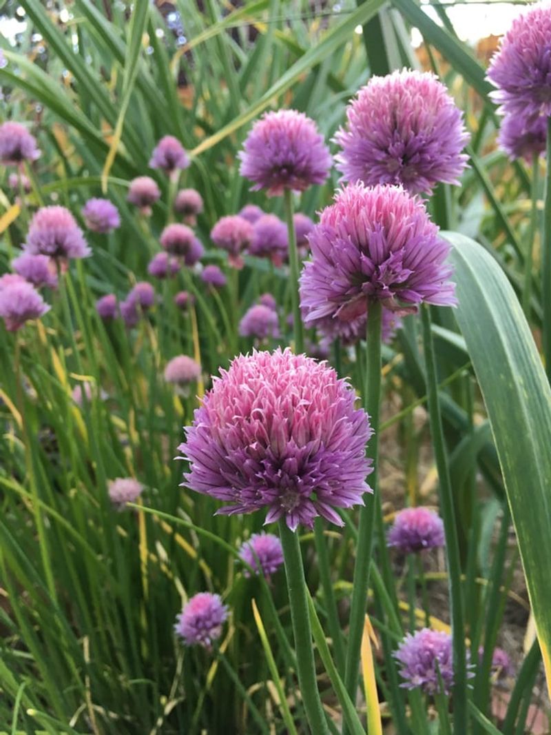 Chives Come Back After Every Cut