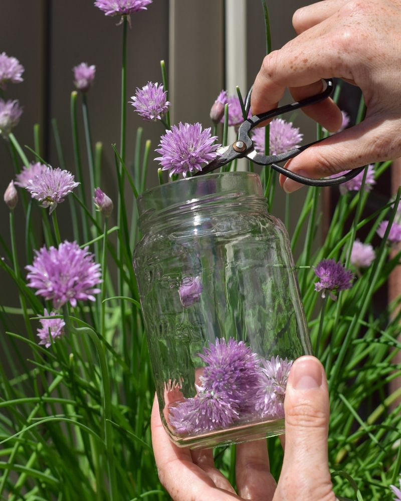 Chives Give You Purple Blooms And Kitchen Flavor