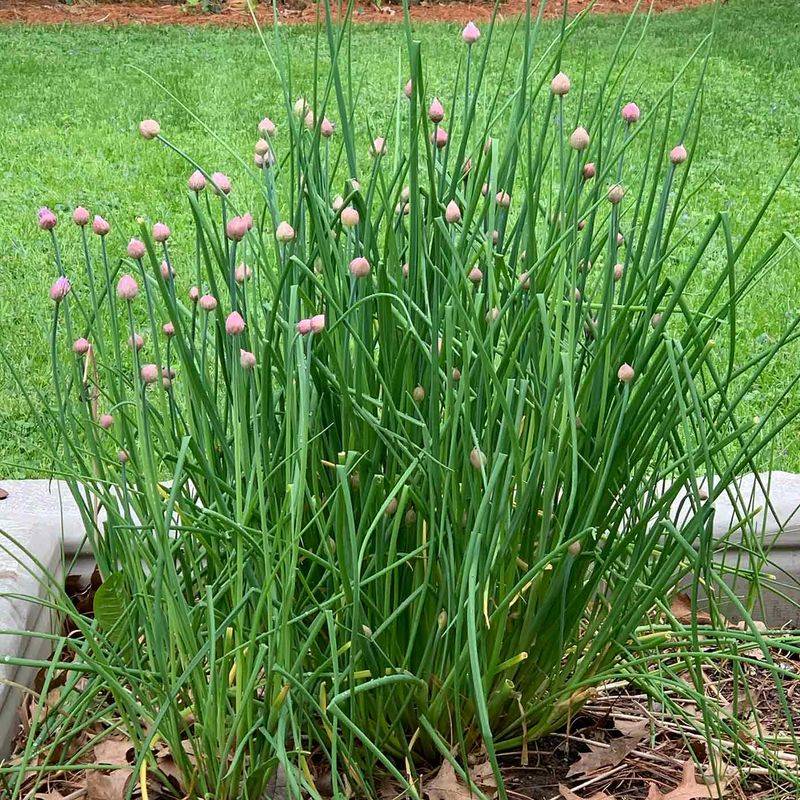 Chives Grow Fresh With Regular Snipping