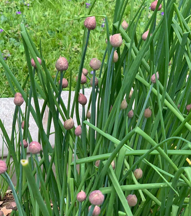 Chives Help Fill Tomato Bed Edges Without Taking Over