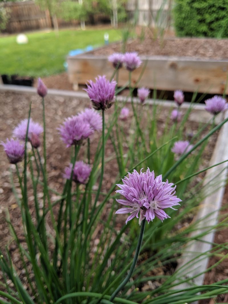 Chives May Help Deter Some Insects Around Plants