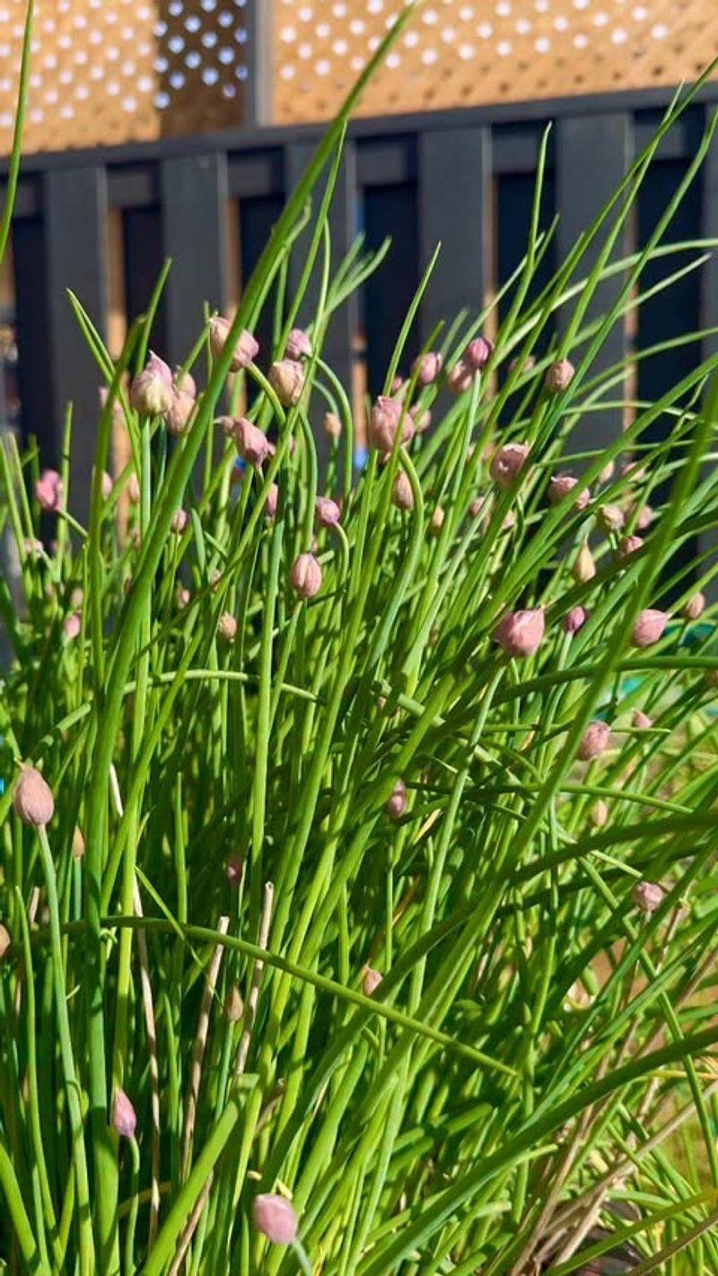 Chives Return Year After Year