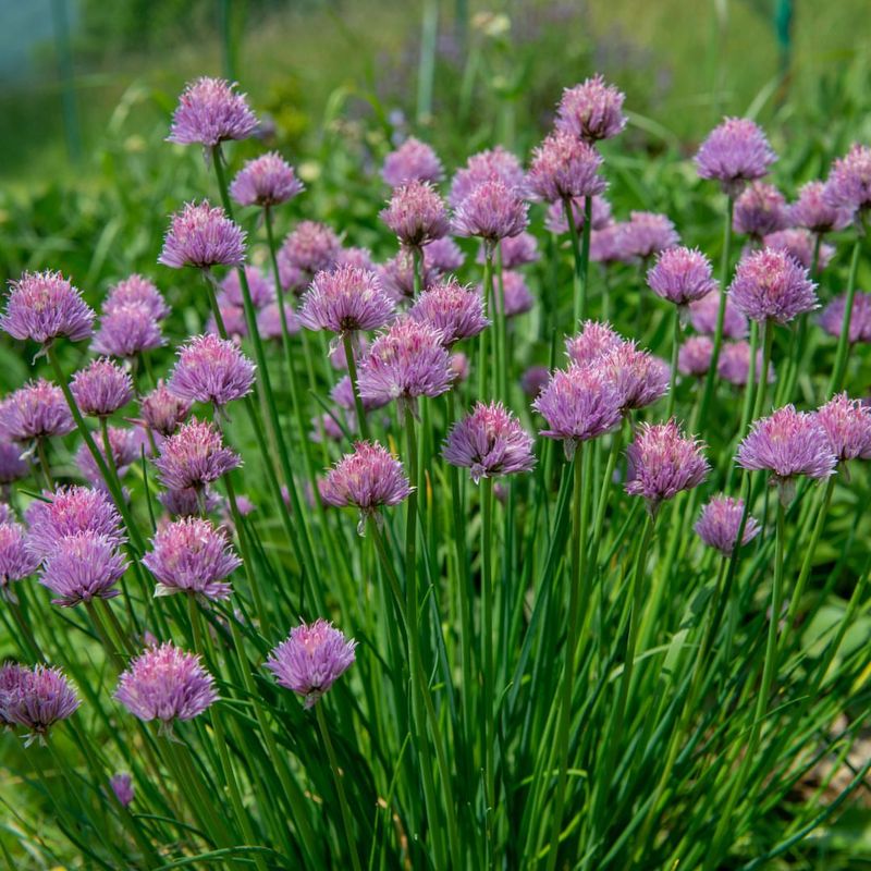 Chives