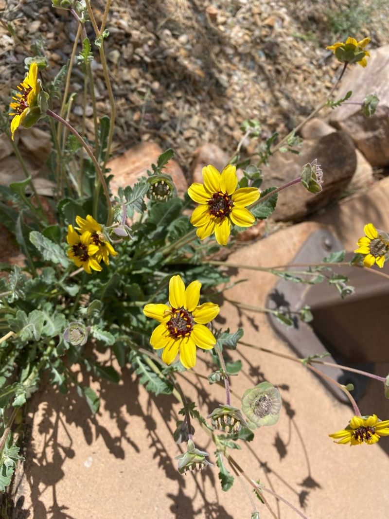 Chocolate Flower Benefits From Light Pruning