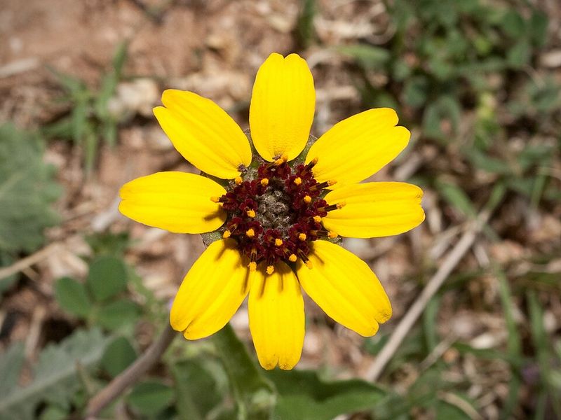 Chocolate Flower Expands Gently Through Warm Borders