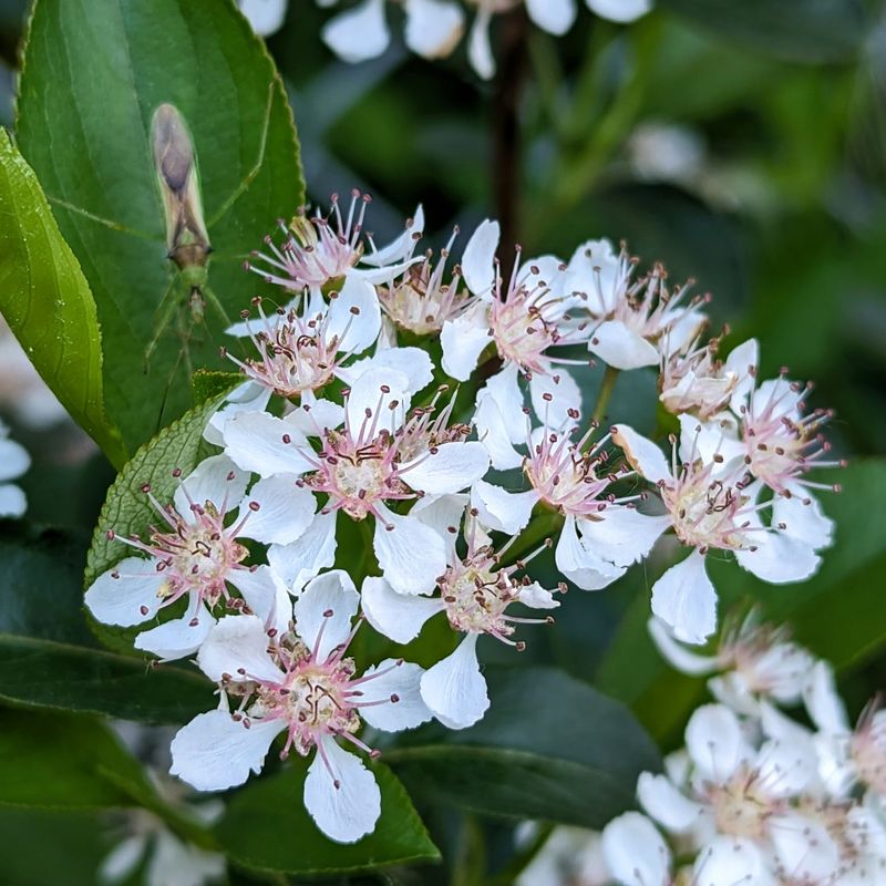 Chokeberry Brings White Blooms, Dark Berries, And Fall Color Chokeberry Brings White Blooms, Dark Berries, And Fall Color