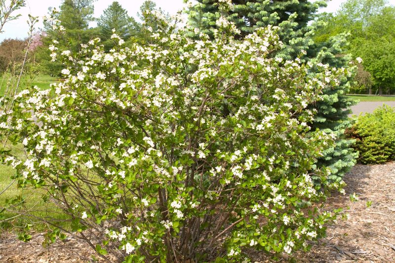 Chokeberry Is A No-Fuss Shrub For Wisconsin Landscapes