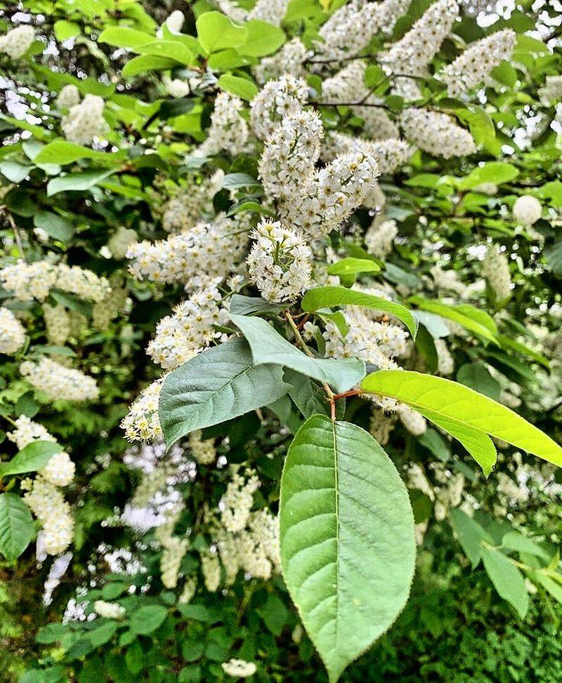 Chokecherry (Prunus Virginiana) Chokecherry (Prunus Virginiana)
