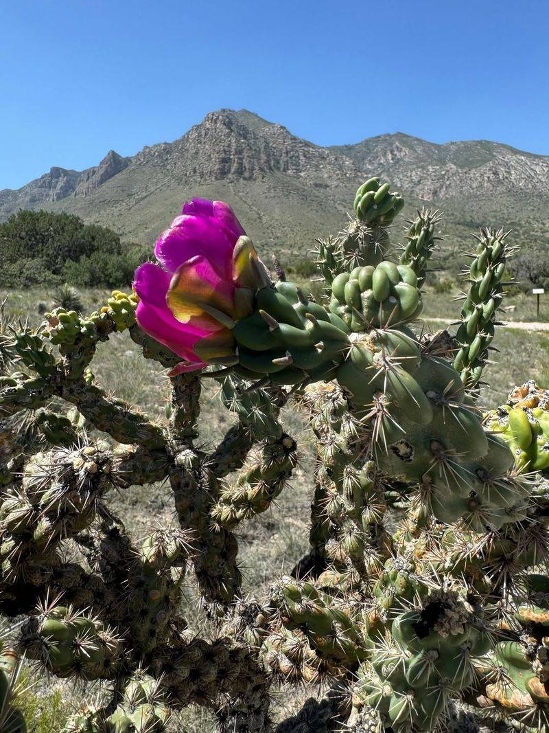 Cholla 