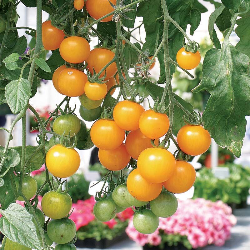 Choose A Determinate Or Container-Type Variety