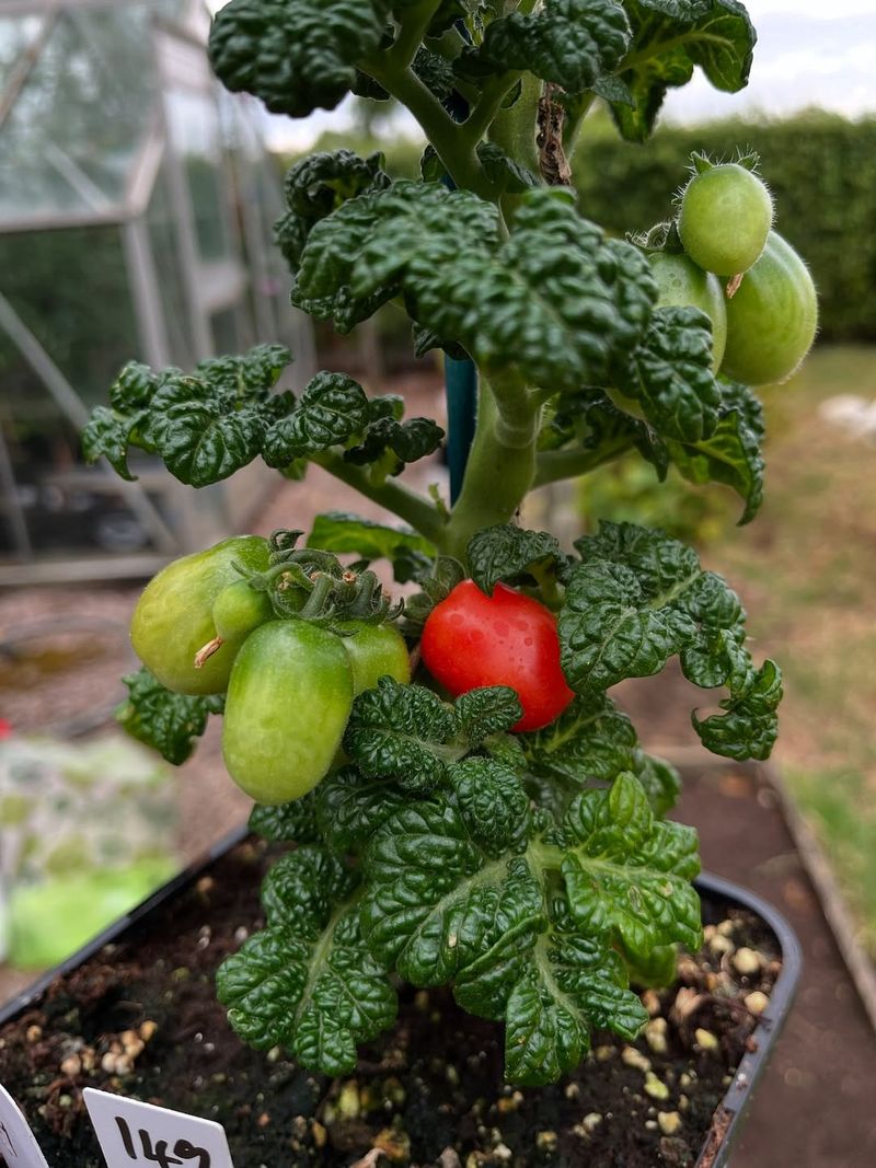 Choose A Dwarf Tomato When Space Runs Tight