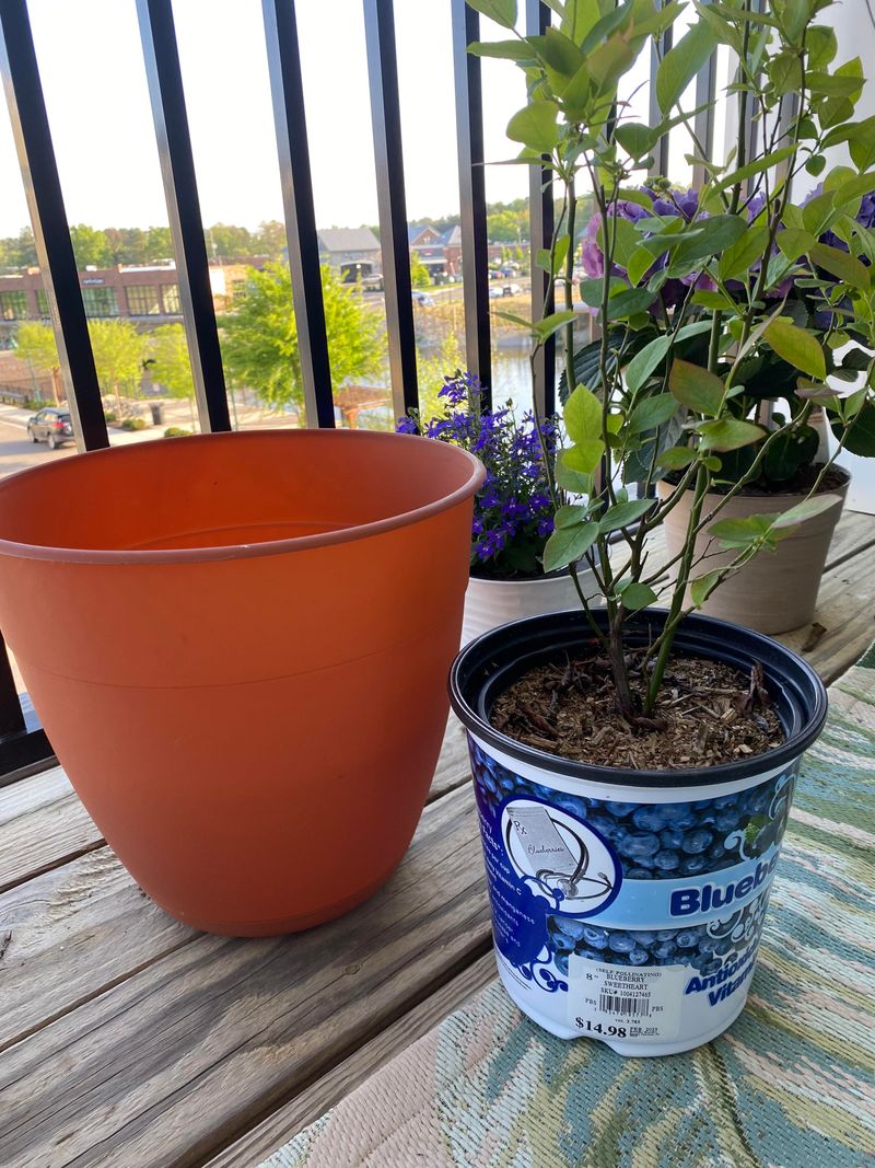Choose A Large Container With Good Drainage Choose A Large Container With Good Drainage