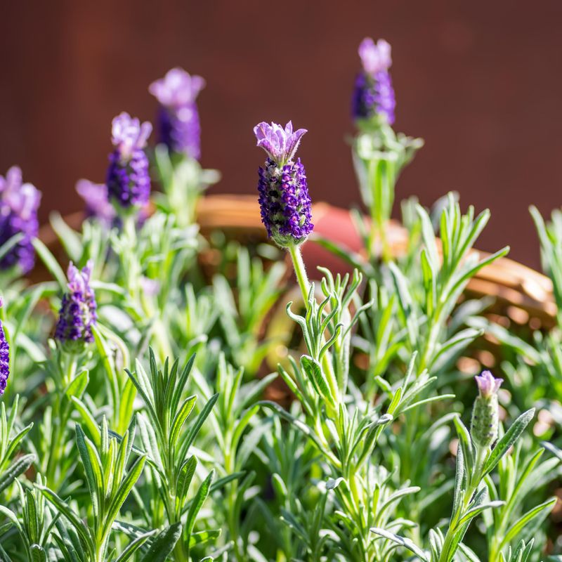 Choose A Pot That Drains Fast After Summer Rain