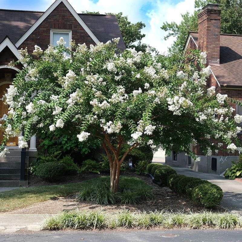 Choose A Smaller Cultivar Instead Of Fighting The Tree