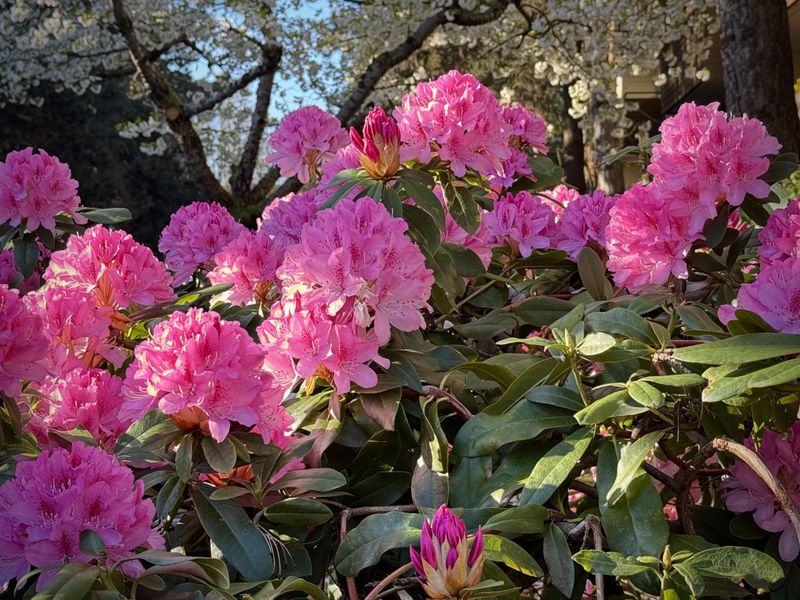 Choose A Spot With Good Drainage Before Planting