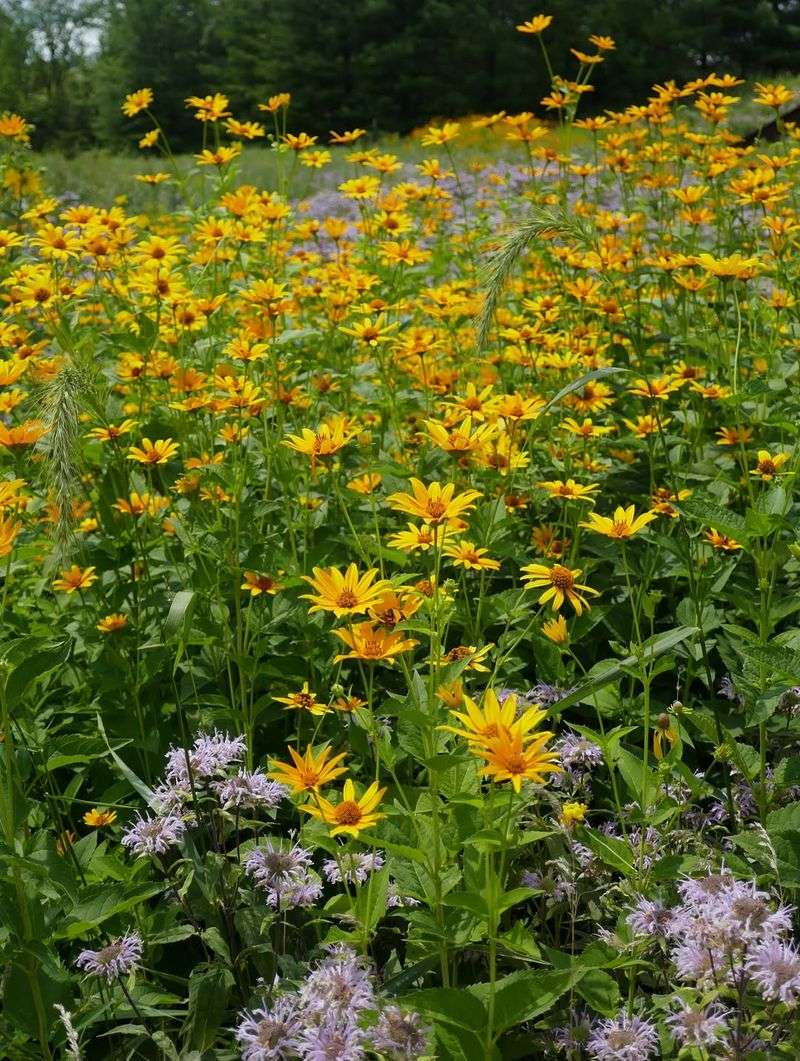 Choose A Sunny Area Before Scattering Seeds