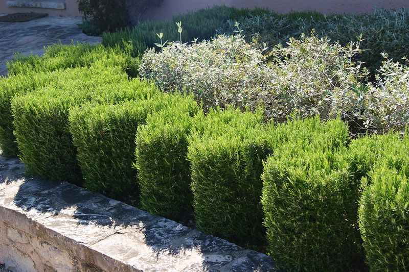 Choose A Sunny Spot With Fast Drainage Choose A Sunny Spot With Fast Drainage