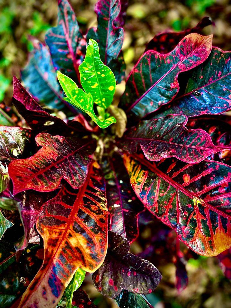 Choose A Warm Protected Planting Spot