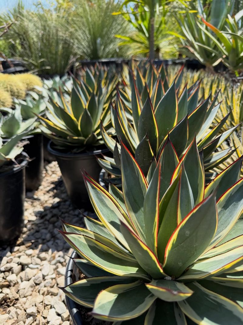 Choose Agave For Sculptural Patio Heat Power