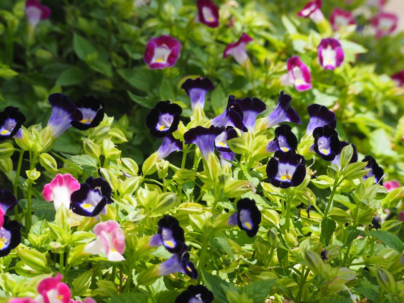 Choose Annuals That Can Handle Florida Humidity
