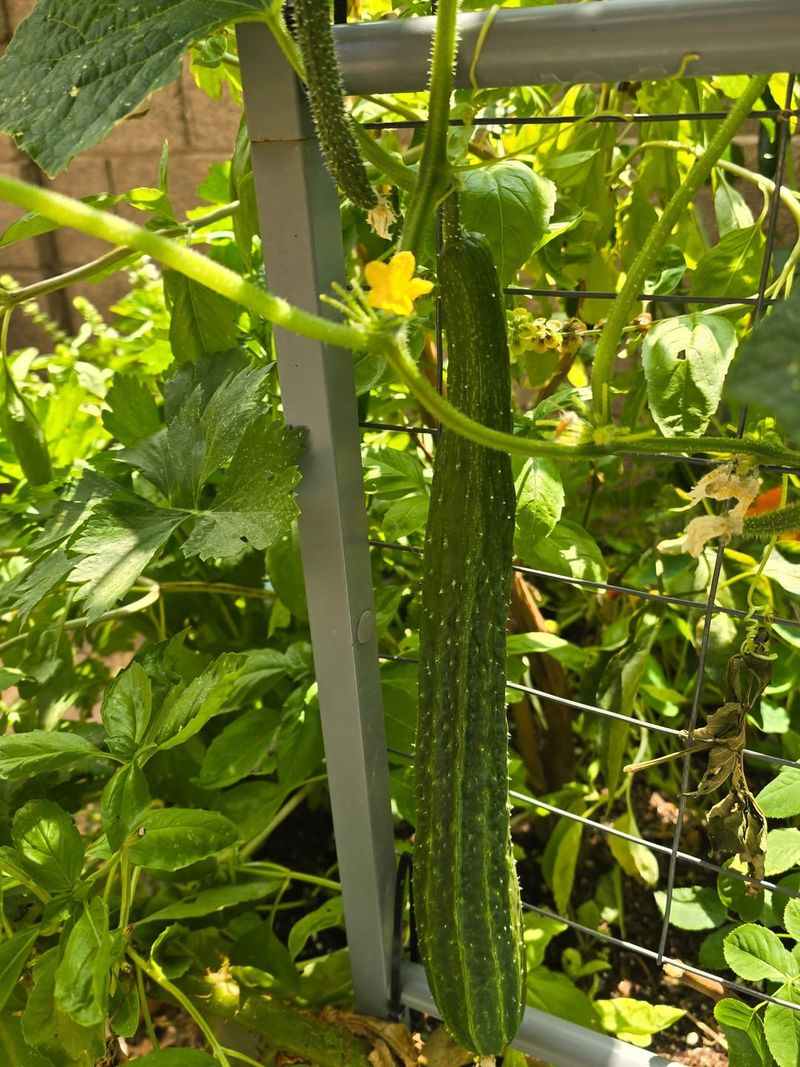 Choose Armenian Cucumbers For Desert Garden Crunch