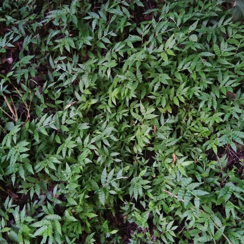 Choose Basketgrass For Deep Shade Coverage
