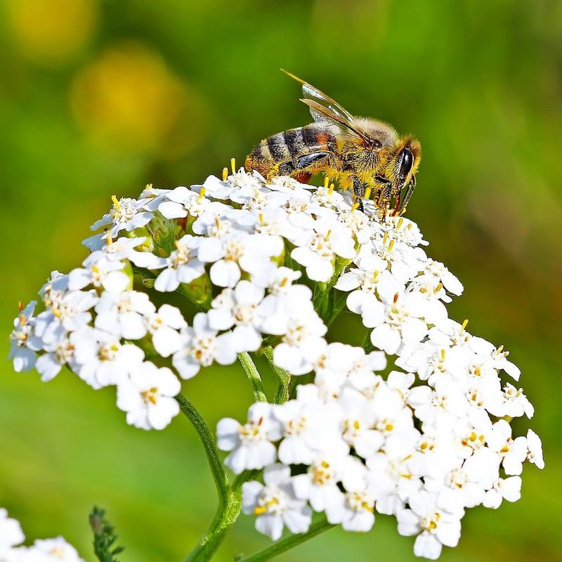 Choose Bee Friendly Colors And Shapes