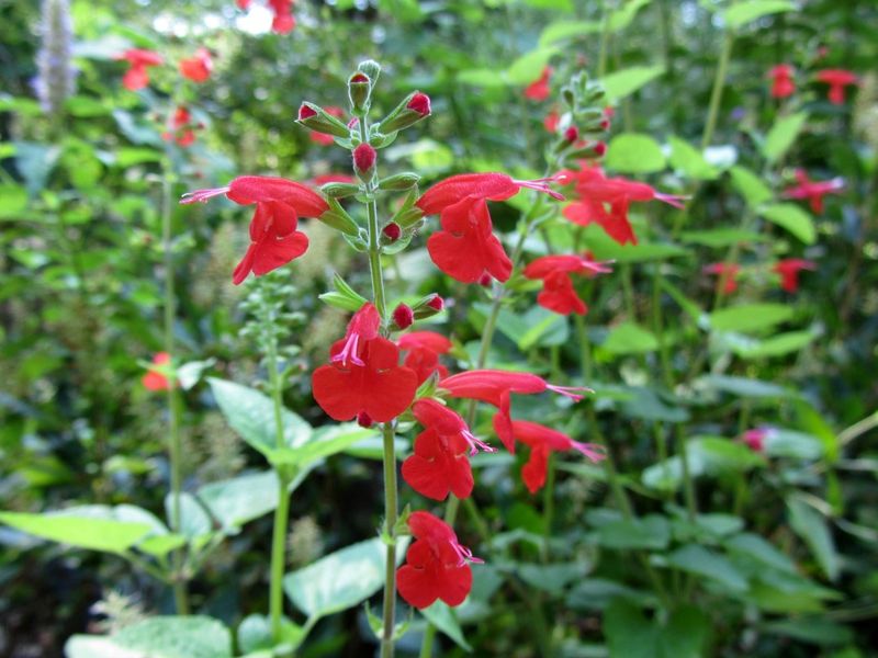 Use Scarlet Salvia For Hummingbird Action